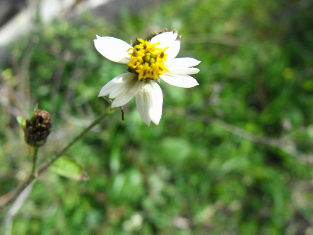 Bidens pilosa